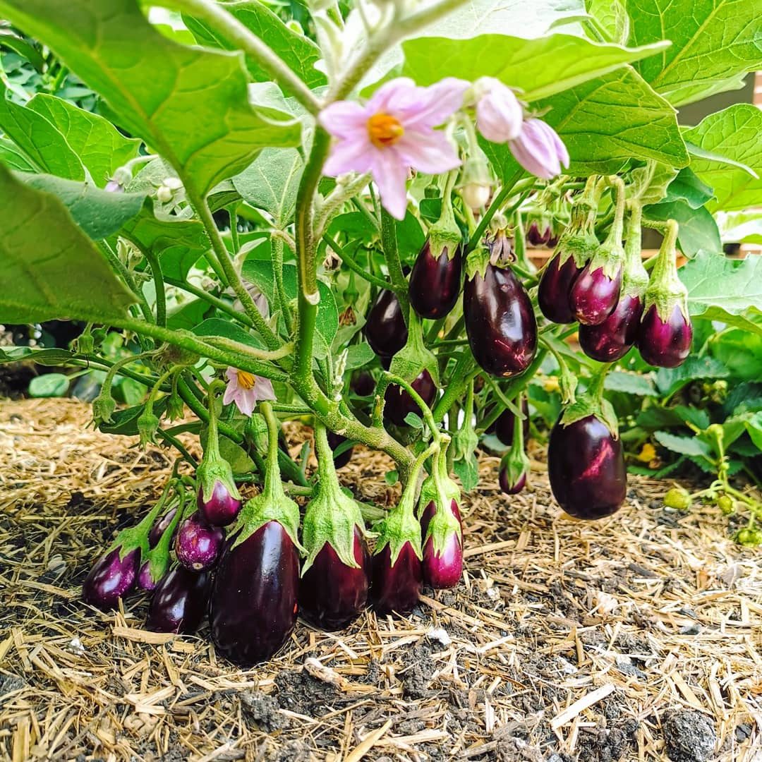 Eggplant