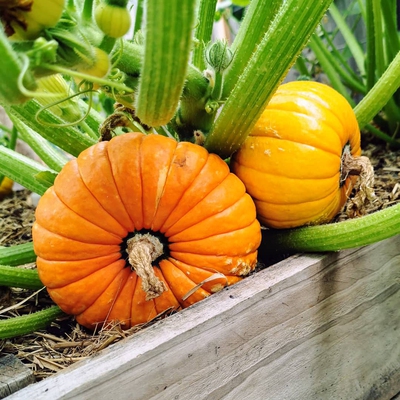 Pumpkin Image3