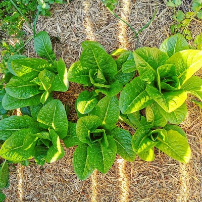 Image organicfertilizers