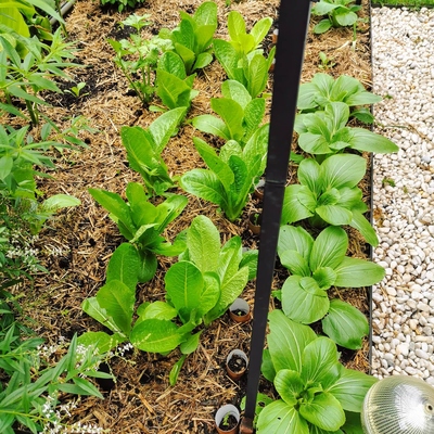 Image3 grassclippings