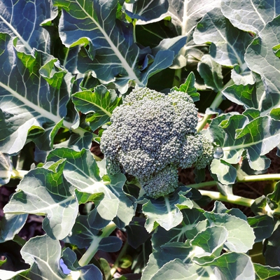 Broccoli Image3