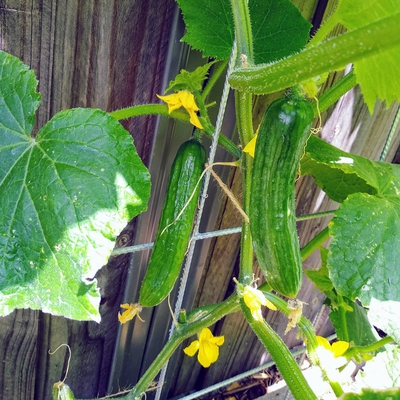 Cucumber Image2
