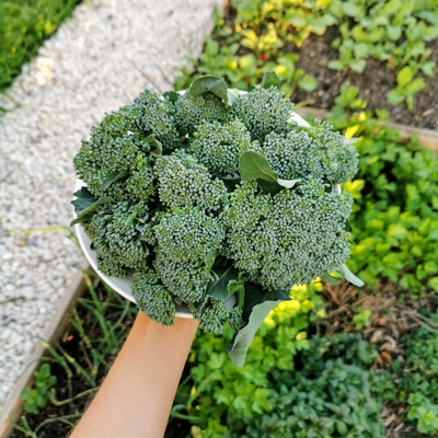 Broccolini Image2