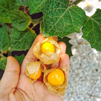 Cape Gooseberry Image3
