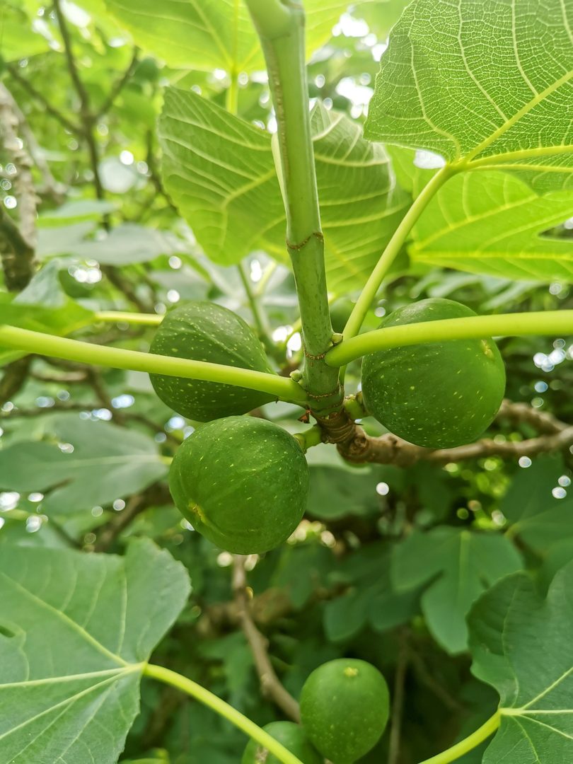 Fig