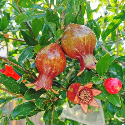 Pomegranate Image3