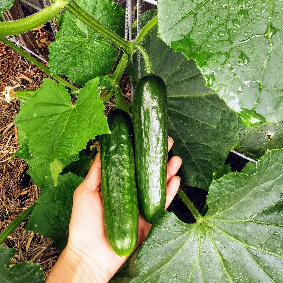 Cucumber