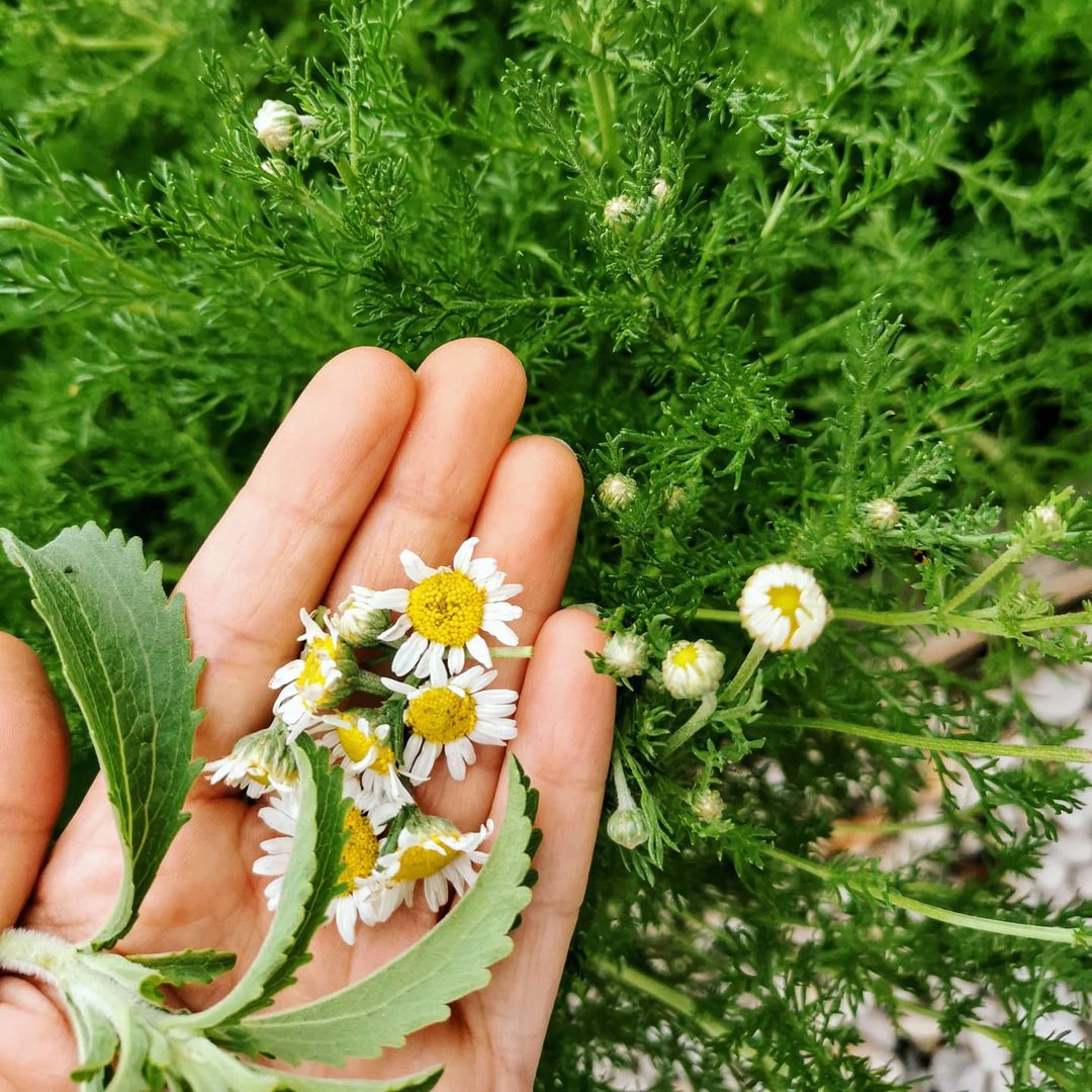 Chamomile