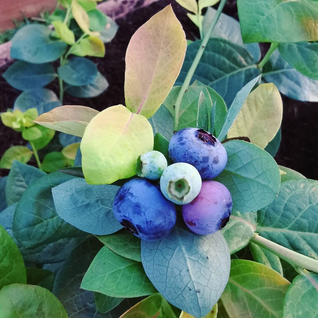 Blueberry