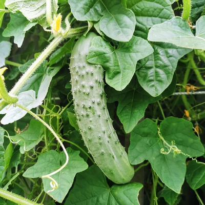 Cucumber Image3