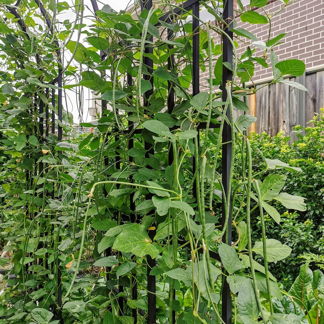 Beans Climbing