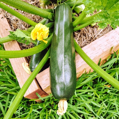 Image zucchini