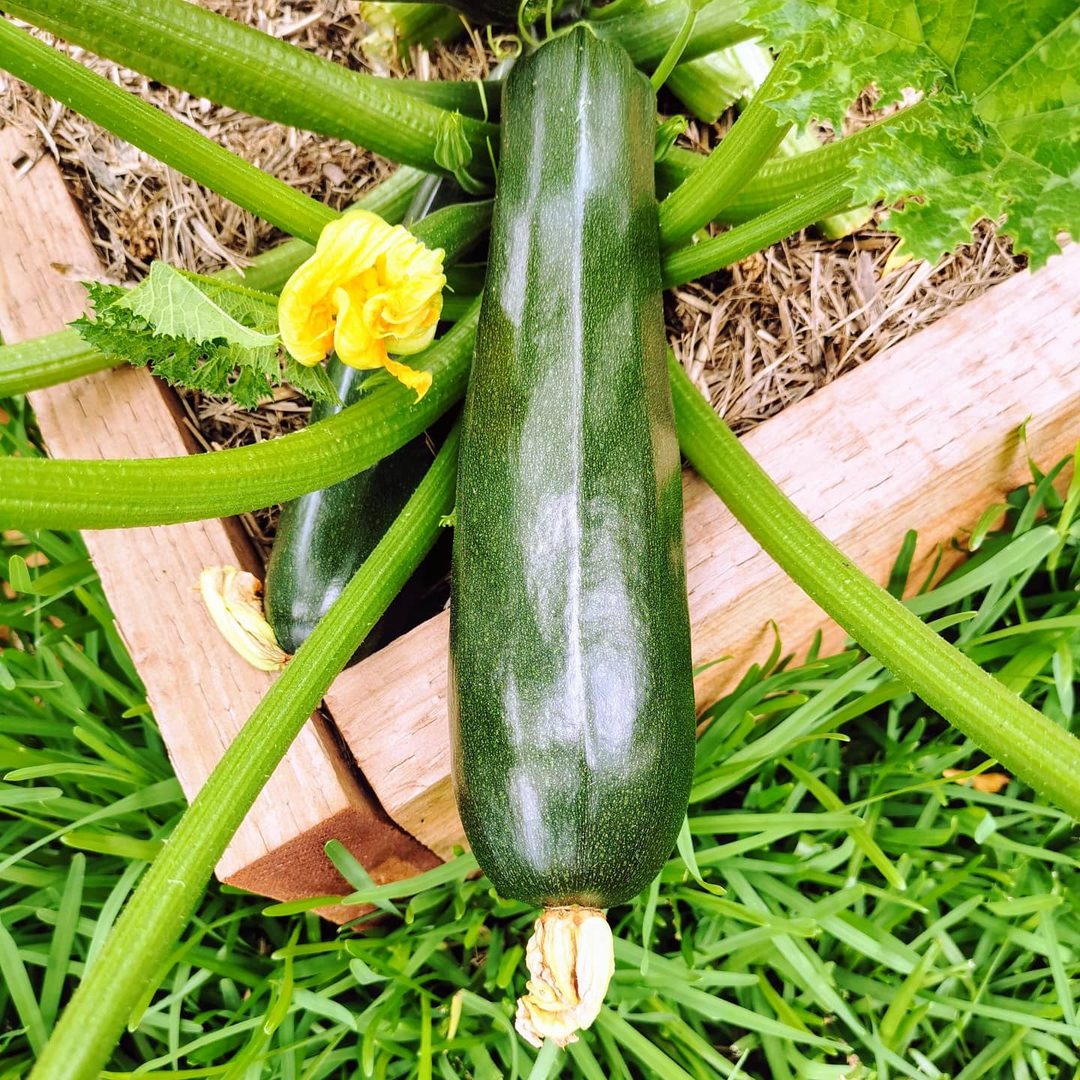 Zucchini