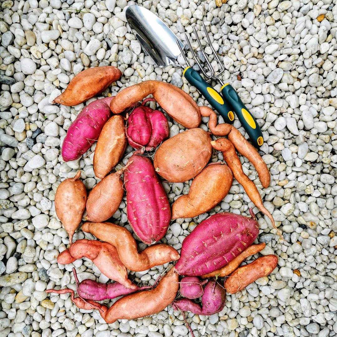 Sweet Potato