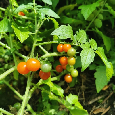 Tomato Image2
