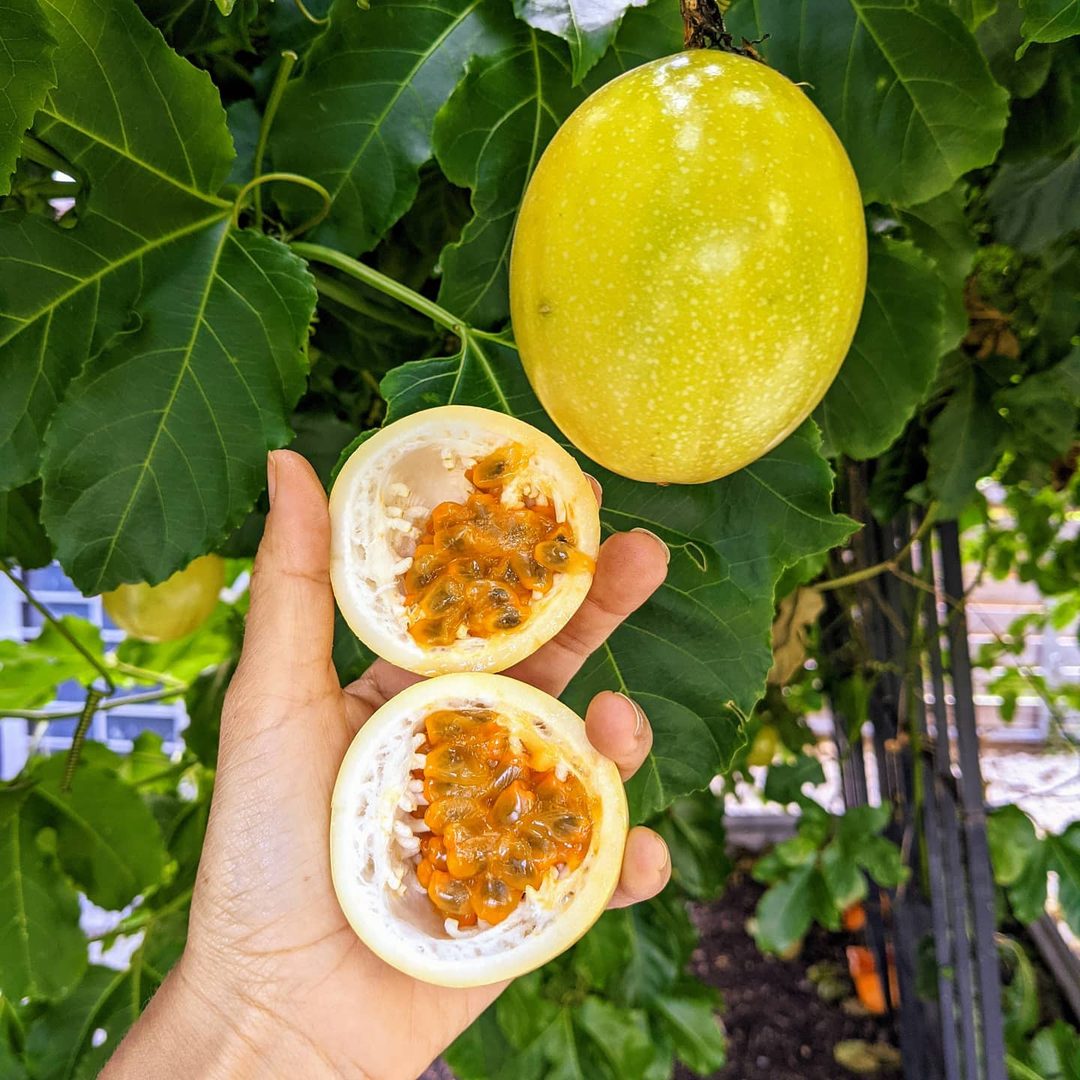 Passionfruit