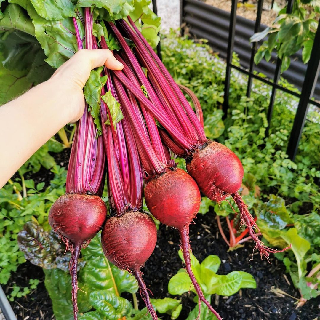 Beetroot