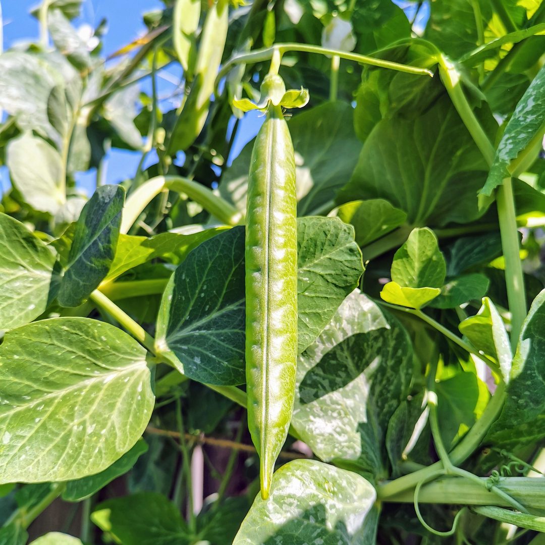 Peas