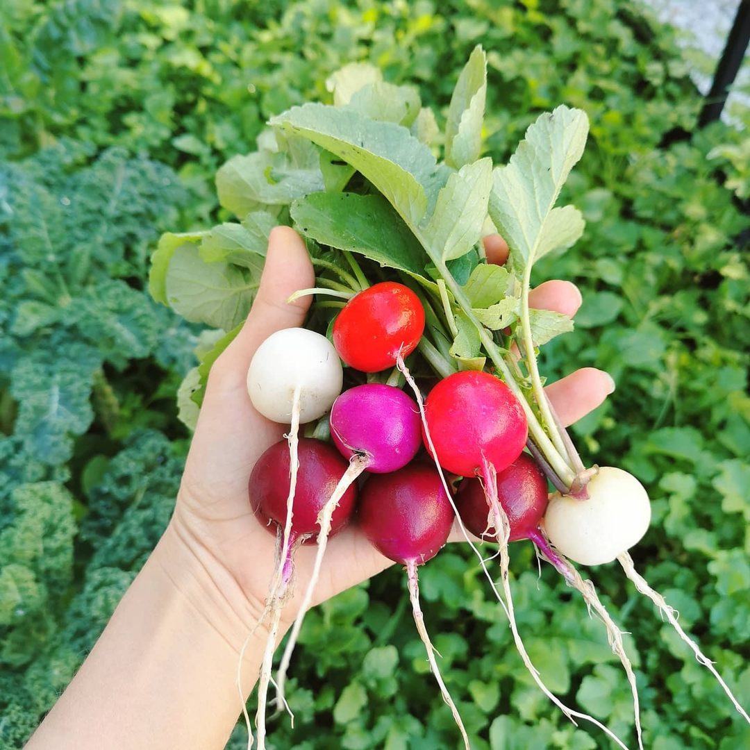 Radish