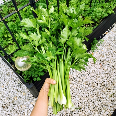 Image celery