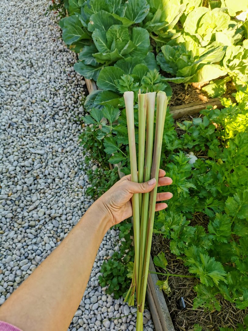 Lemon Grass