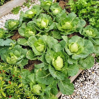 Cabbage Image2