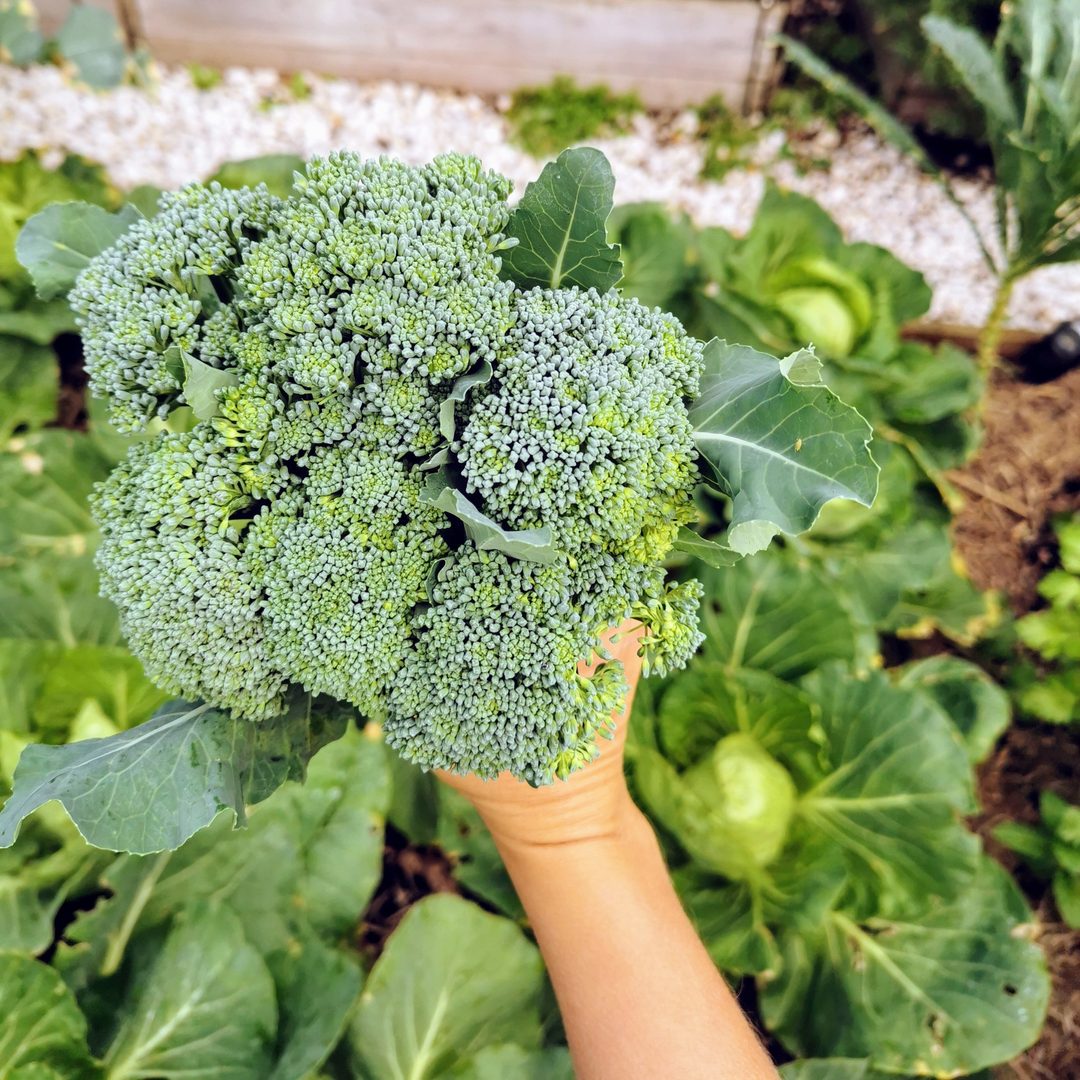Broccolini