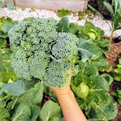 Image broccolini