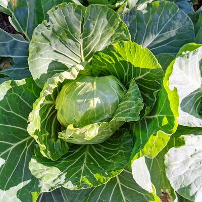 Image cabbage