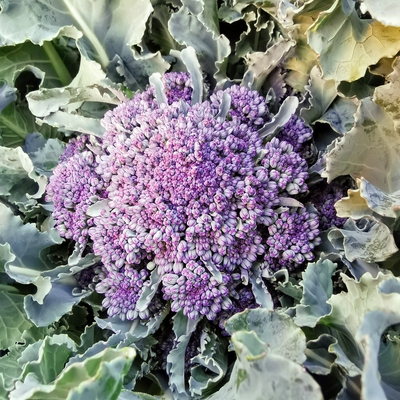 Broccoli Purple Sprouting Image2
