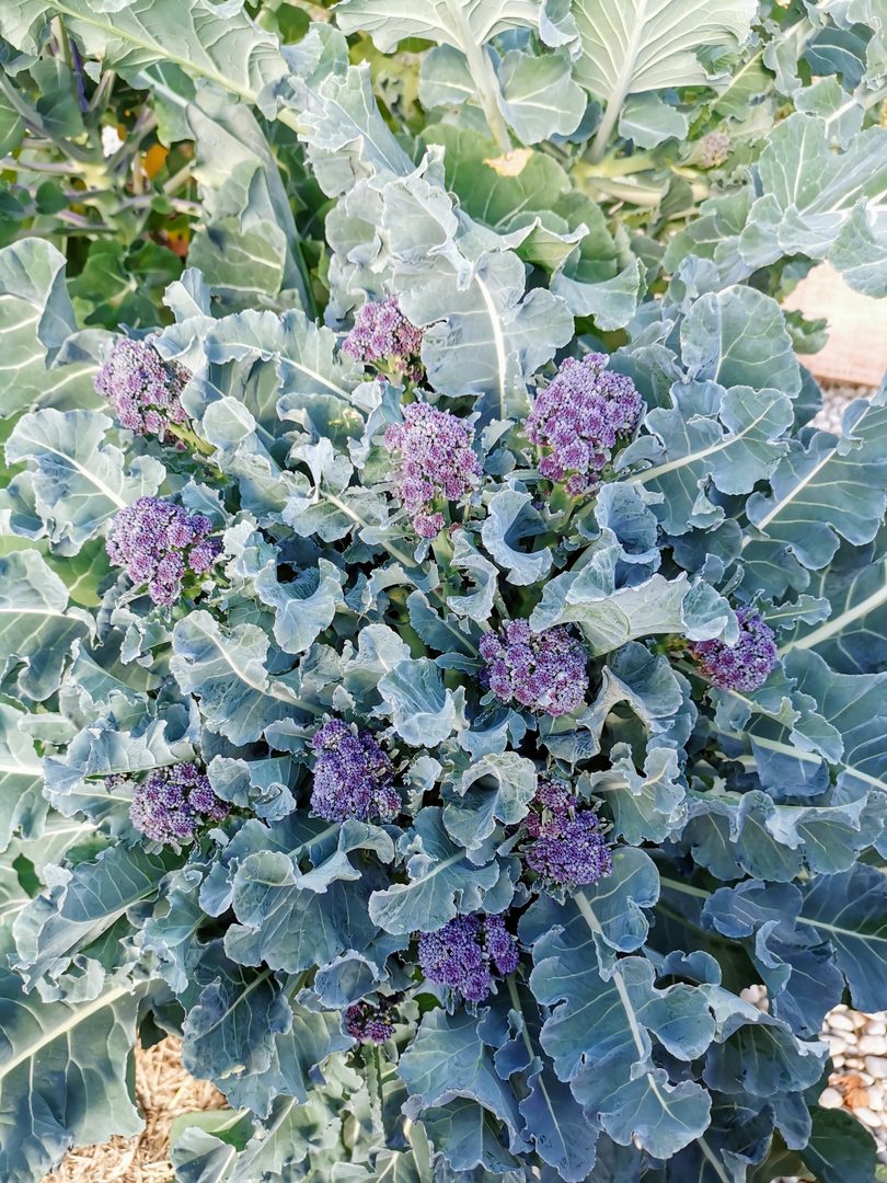 Broccoli Purple Sprouting