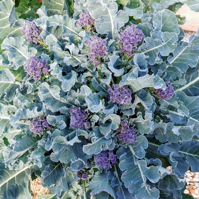 Image broccolipurplesprouting