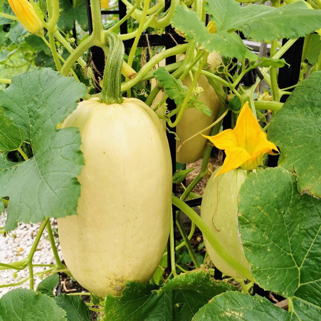 Spaghetti Squash