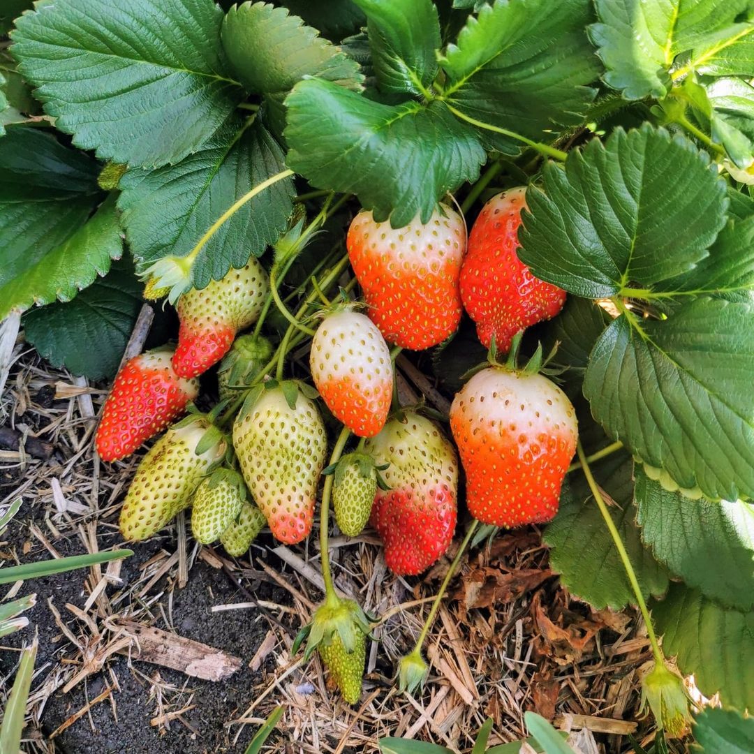 Strawberry