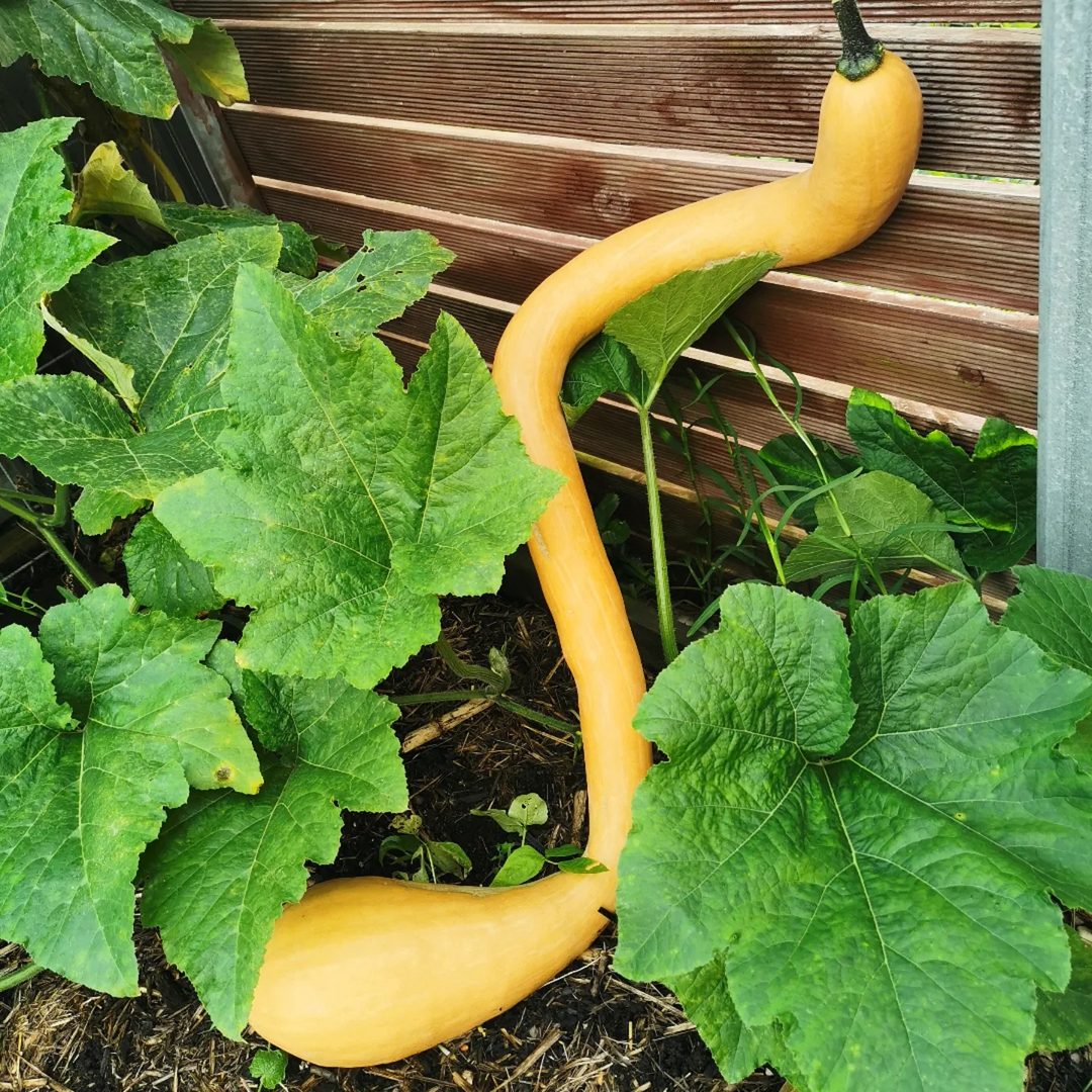 Tromboncino Squash