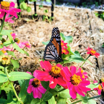 Image3 Pollination