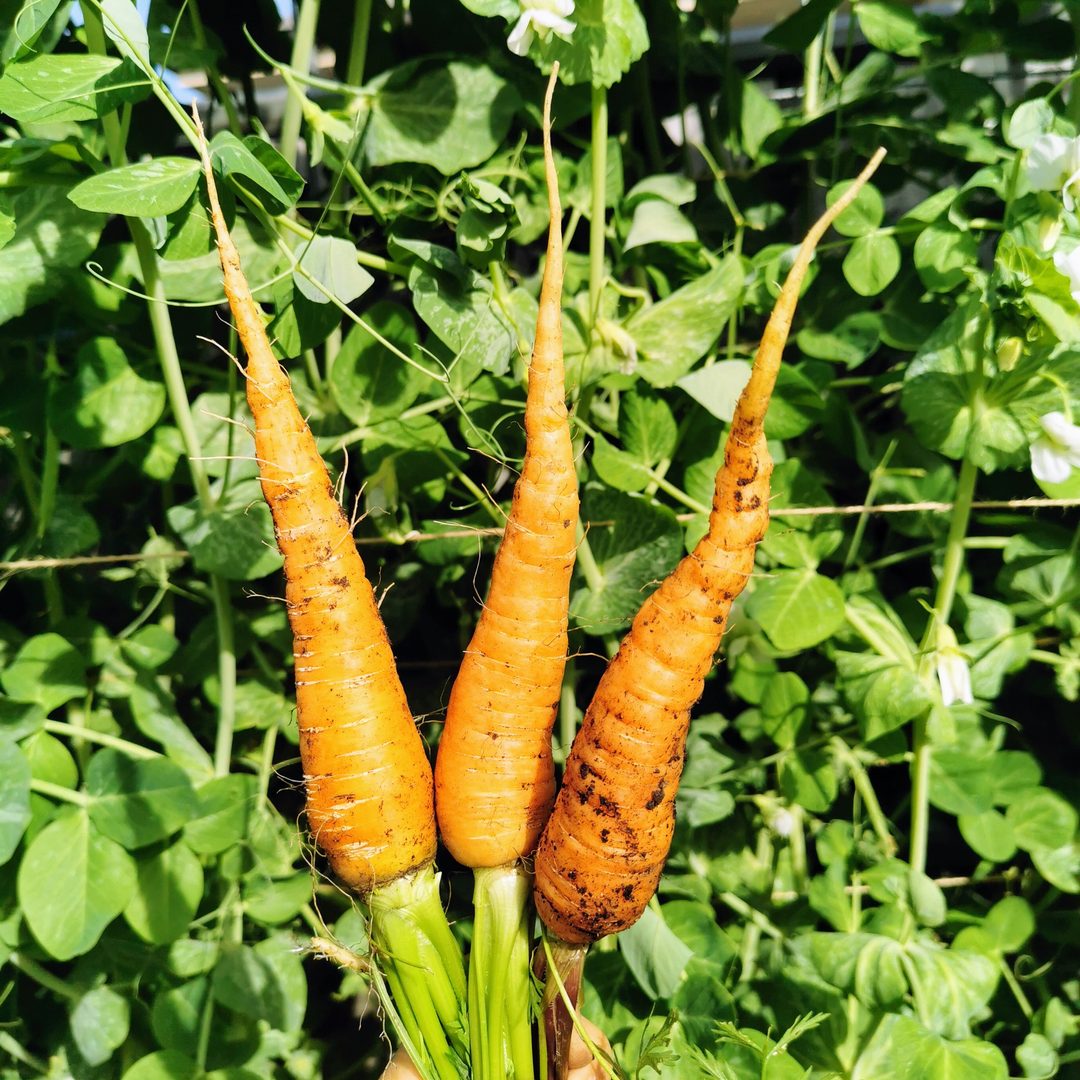 Carrot