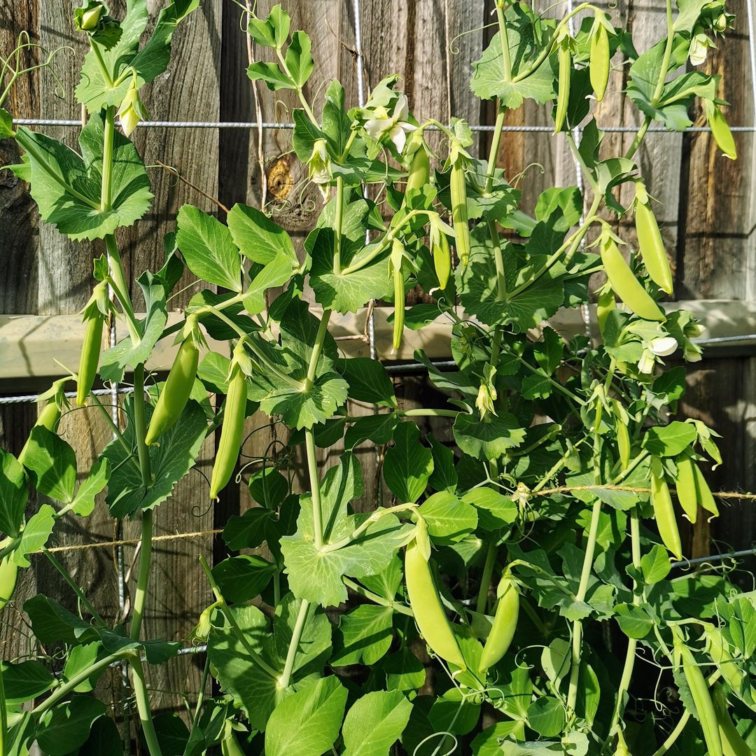 Sugar Snap Pea