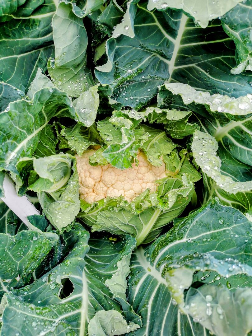 Cauliflower