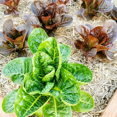 Lettuce Image3