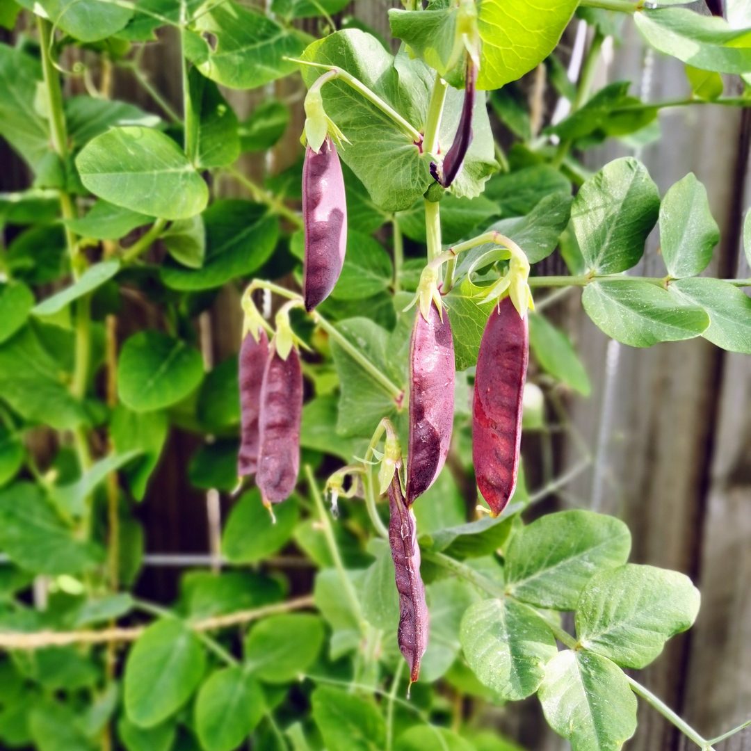 Purple Podded Pea