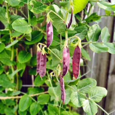 Image purplepoddedpea