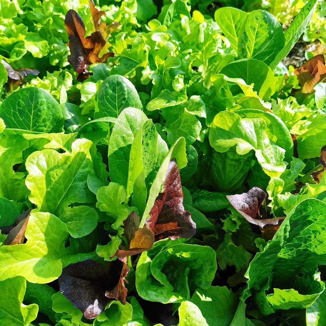 Lettuce