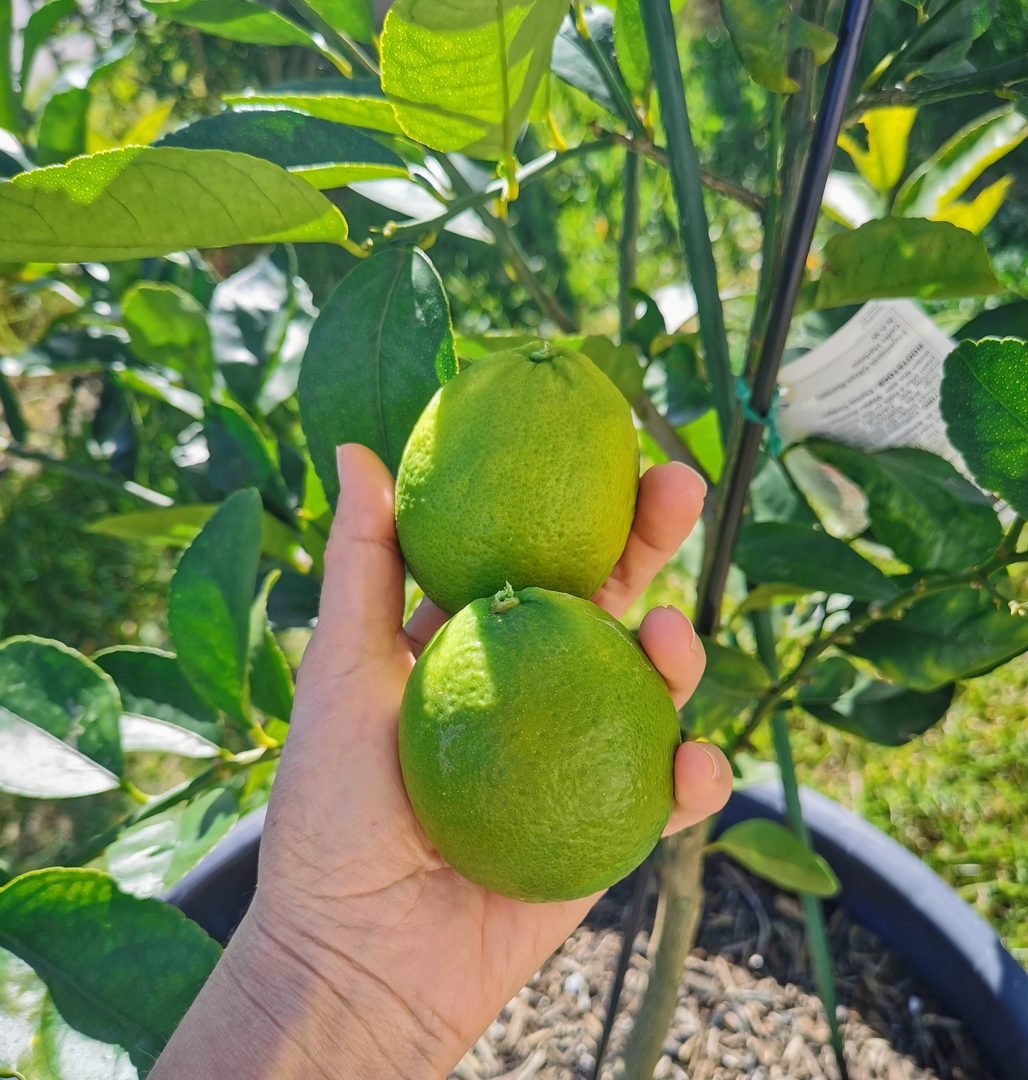 Lime