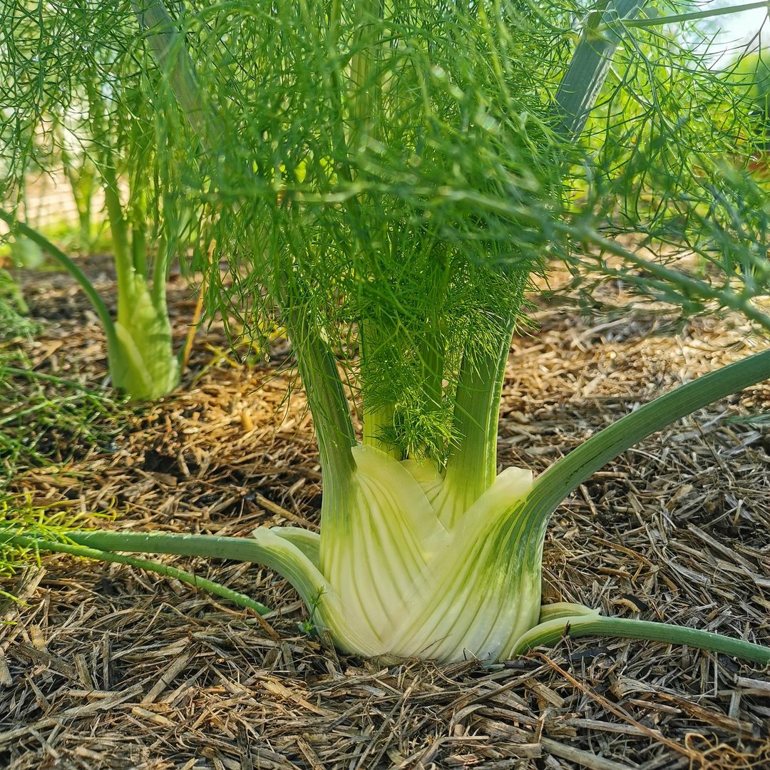 Fennel