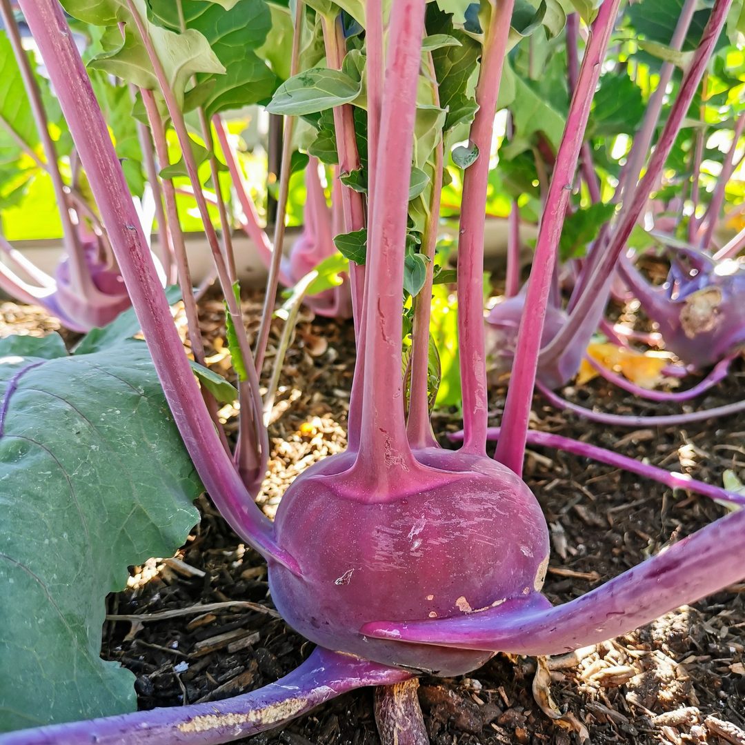 Kohlrabi