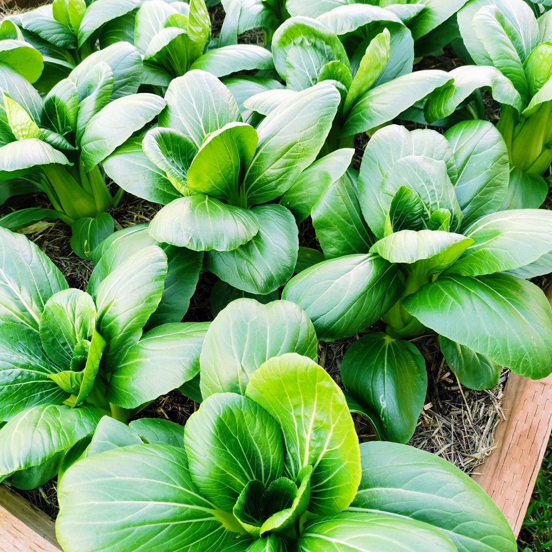 Bok Choy