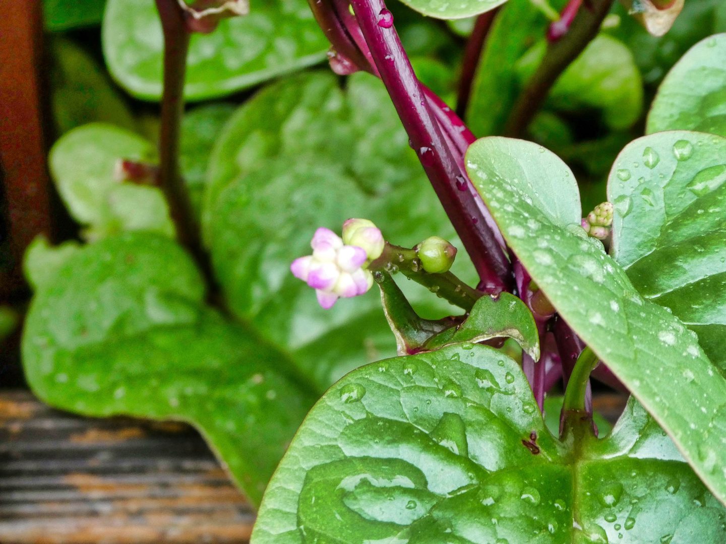 Climbing Spinach (Malabar)