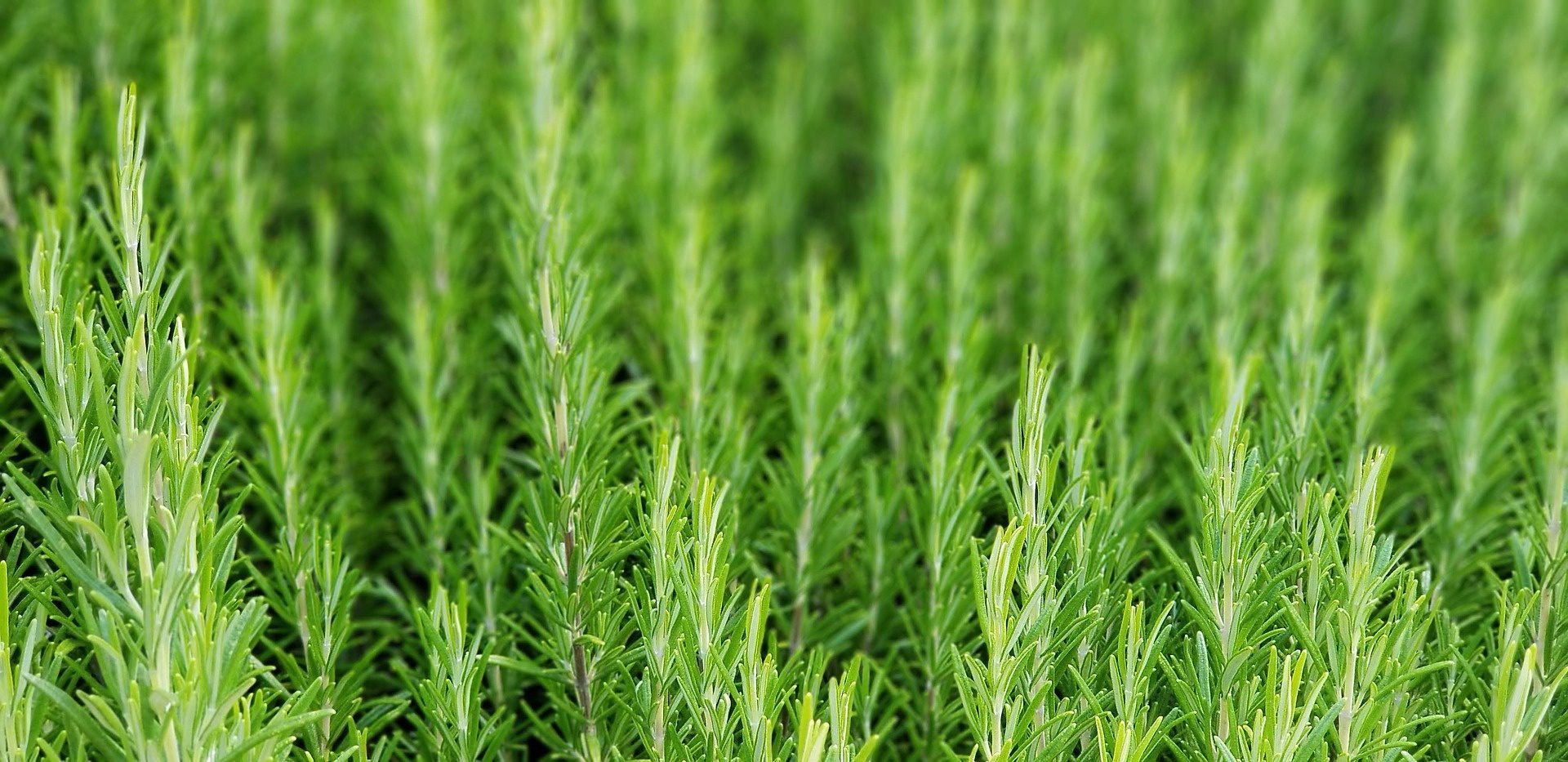 Rosemary
