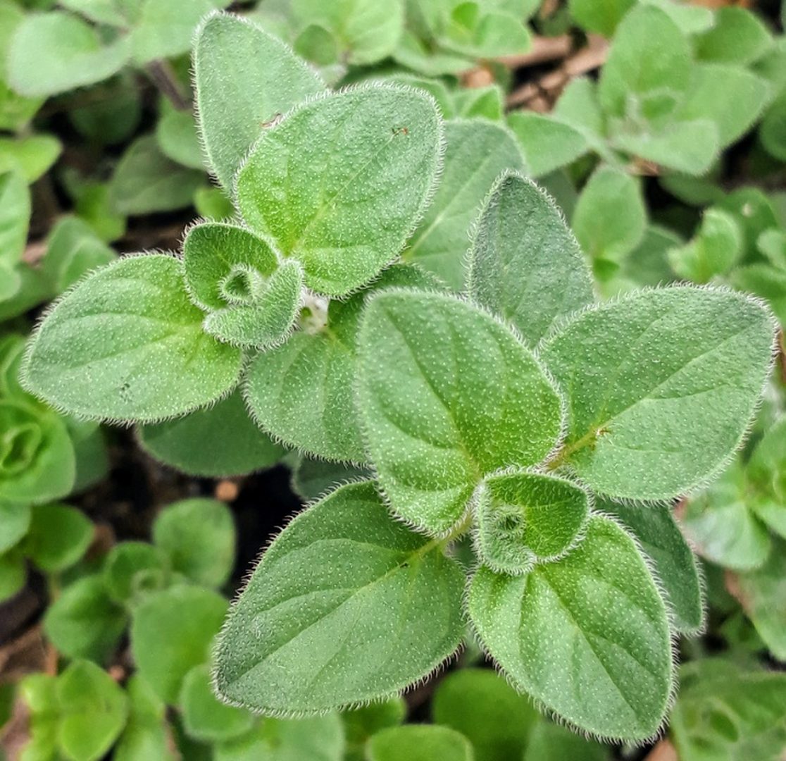 Oregano